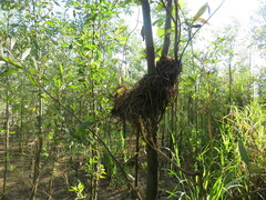Cranioleuca vulpecula
