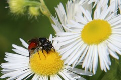 Sphecodes albilabris