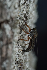 Neomochtherus pallipes