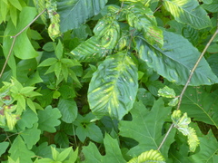 Litylenchus crenatae