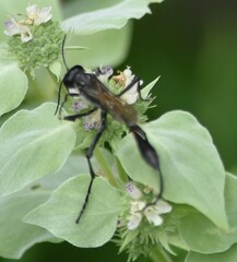 Eremnophila aureonotata