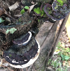 Earliella