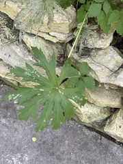 Napaea dioica