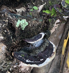 Earliella