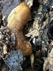 Arion transsylvanus
