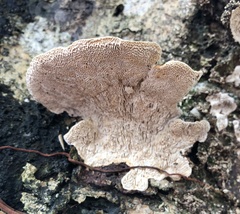 Earliella
