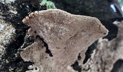Earliella