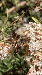 Thyridanthrax nugator