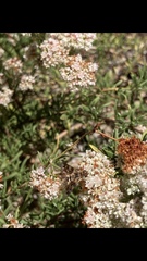 Thyridanthrax nugator