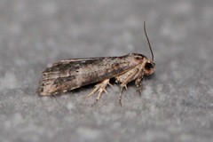 Hyperstrotia pervertens