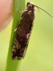 Ancylis uncella