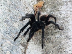 Dugesiella anitahoffmannae