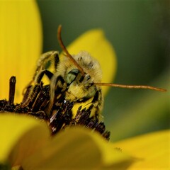 Melissodes agilis