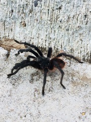 Dugesiella anitahoffmannae