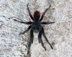 Dugesiella anitahoffmannae