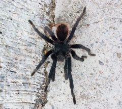Dugesiella anitahoffmannae
