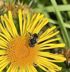 Eristalinus sepulchralis