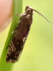 Ancylis uncella