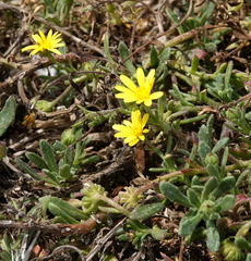 Calendula suffruticosa algarbiensis