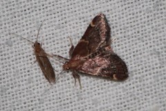 Hypsopygia intermedialis