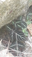Phinaea multiflora