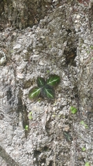 Phinaea multiflora