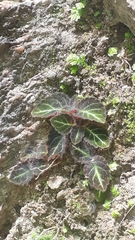 Phinaea multiflora
