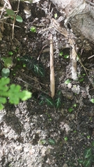 Phinaea multiflora