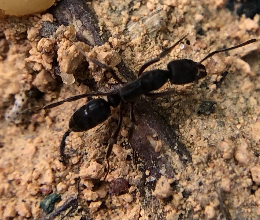 Mayaponera constricta