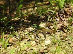 Ameiva