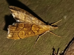 Scoliopteryginae