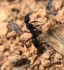 Mayaponera constricta