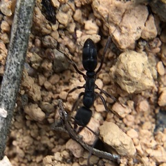 Mayaponera constricta