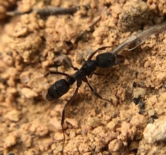 Mayaponera constricta