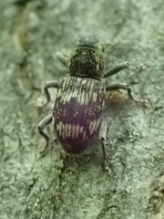 Acoptus suturalis