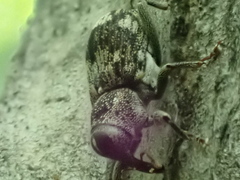 Acoptus suturalis