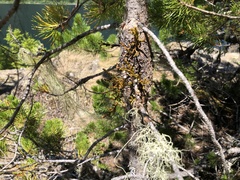 Arceuthobium americanum