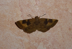 Sarangesa phidyle
