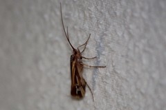 Limnephilus ornatus