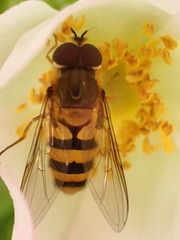 Epistrophe grossulariae