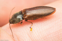 Hemicrepidius decoloratus