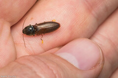 Hemicrepidius decoloratus