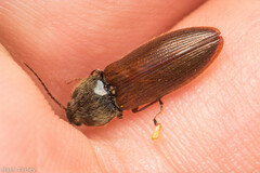 Hemicrepidius decoloratus