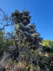 Brachylaena rotundata