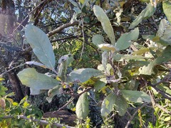 Brachylaena rotundata