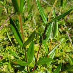 Kalmia polifolia