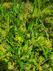 Kalmia polifolia
