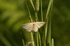 Gnophini