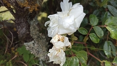 Rosa chinensis