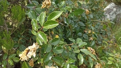 Rosa chinensis